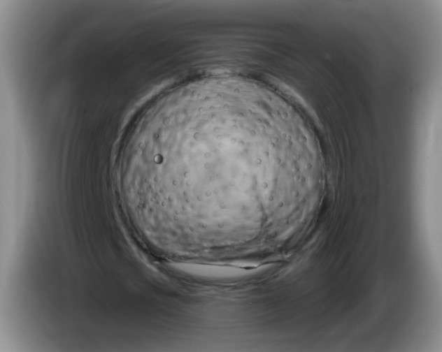 X0000083970721200703091802