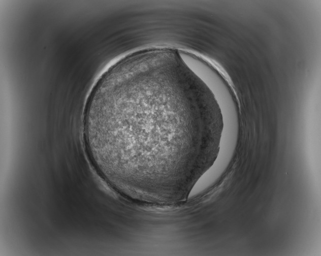 X0000083970895200703091800