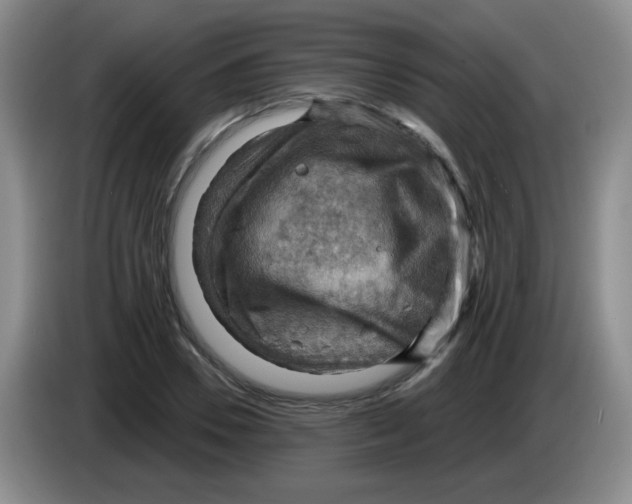 X0000083970930200703091759