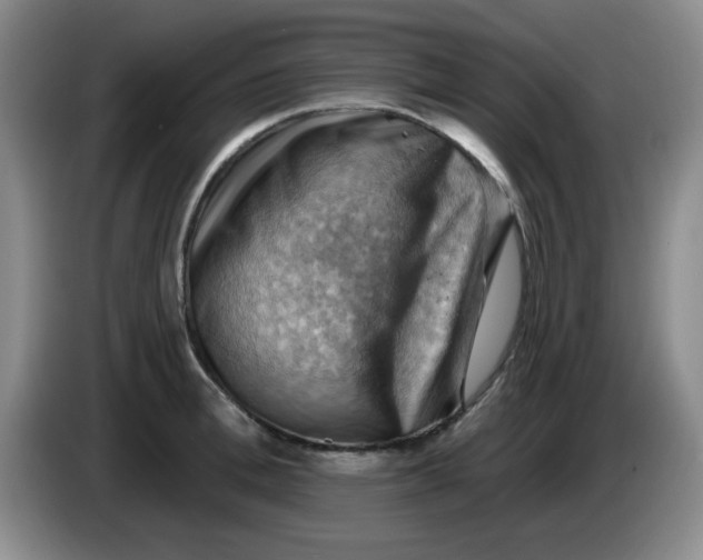 X0000083970996200703091758
