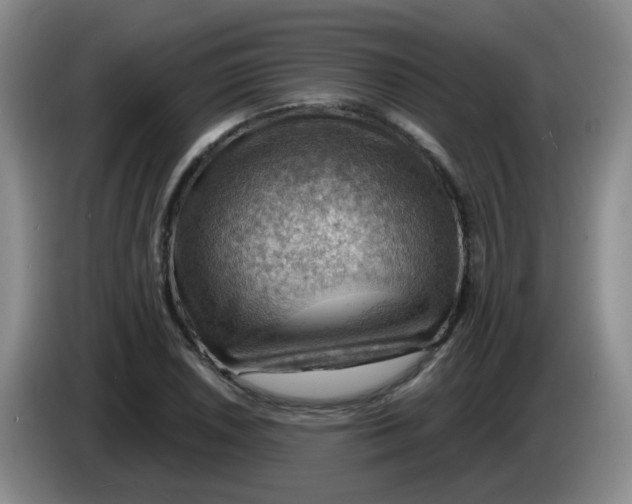 X0000083971026200703091757