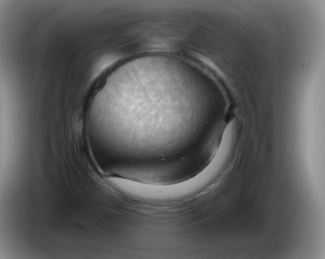 X0000083971450200703091752