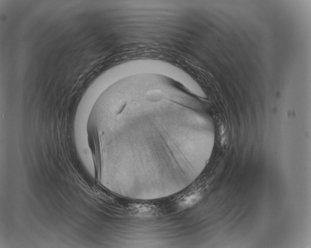 X0000083970654200703161532