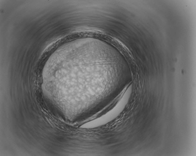 X0000083970775200703161530