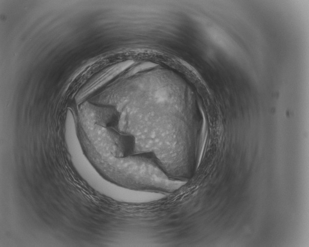 X0000083970823200703161529