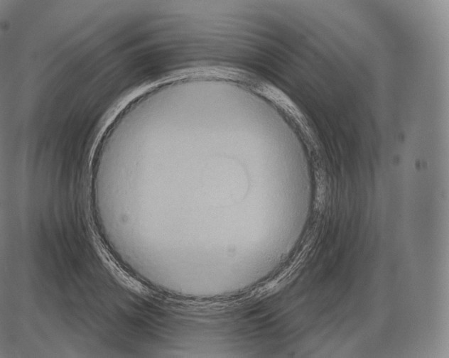 X0000083970836200703161529