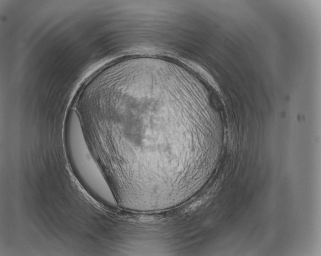 X0000083970839200703161529