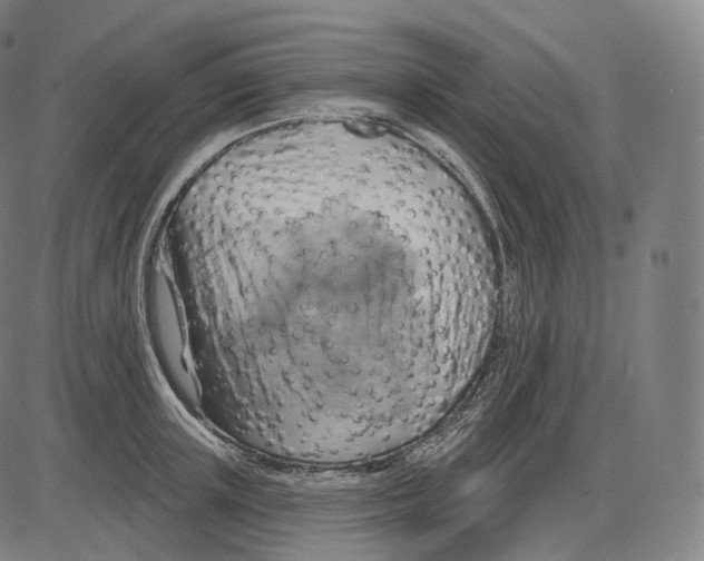 X0000083970851200703161529