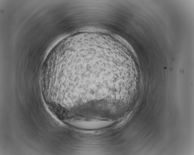 X0000083970855200703161529