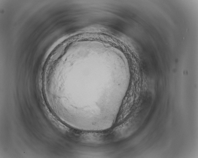 X0000083970950200703161528