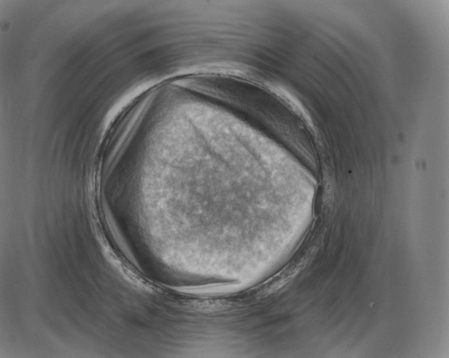 X0000083970952200703161528