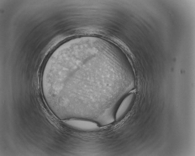 X0000083971031200703161526