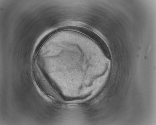 X0000083971152200703161525