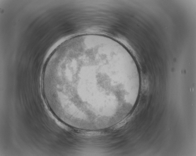 X0000083971294200703161521