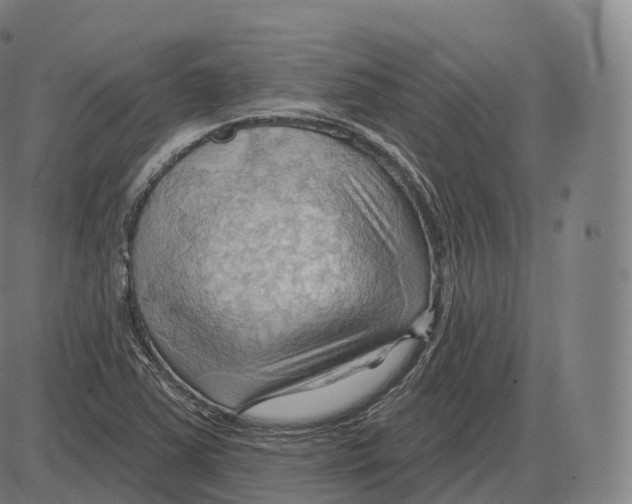 X0000083971363200703161520