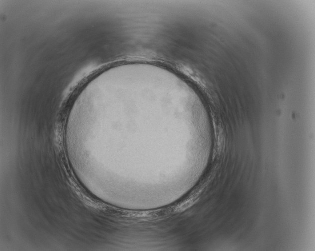 X0000083971454200703161519