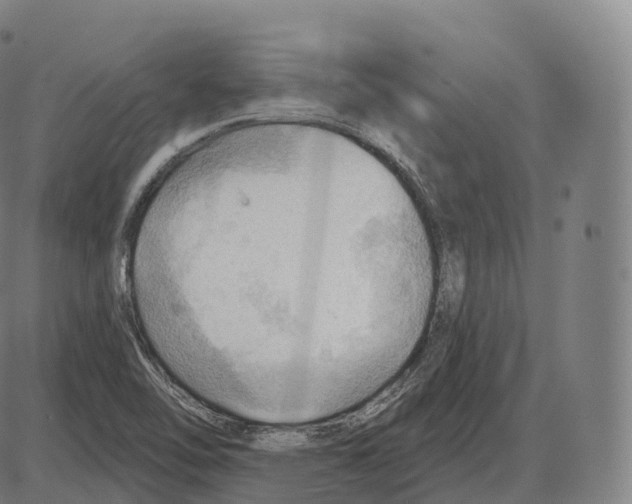 X0000083971462200703161519