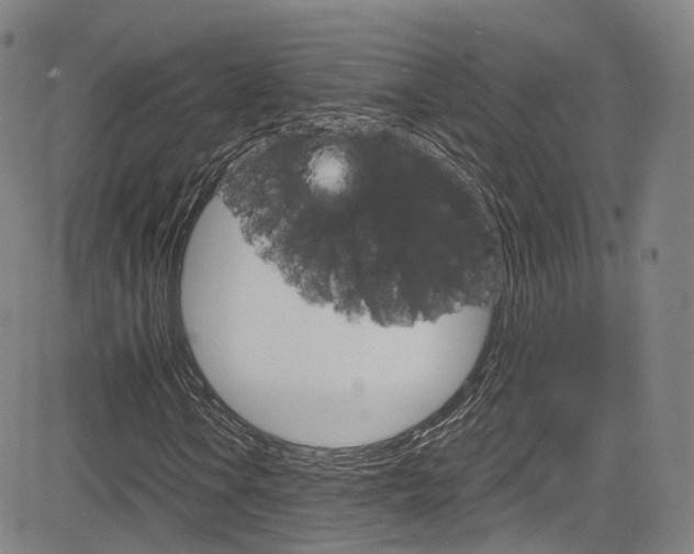 X0000083981106200702160745
