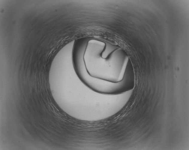X0000083981108200702160746