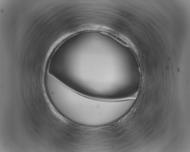 X0000083981136200702160746