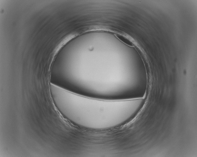 X0000083981145200702160746