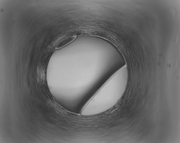 X0000083981155200702160745