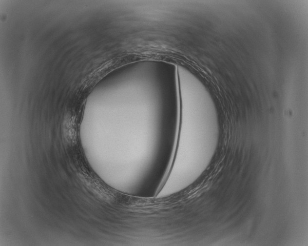 X0000083981156200702160745