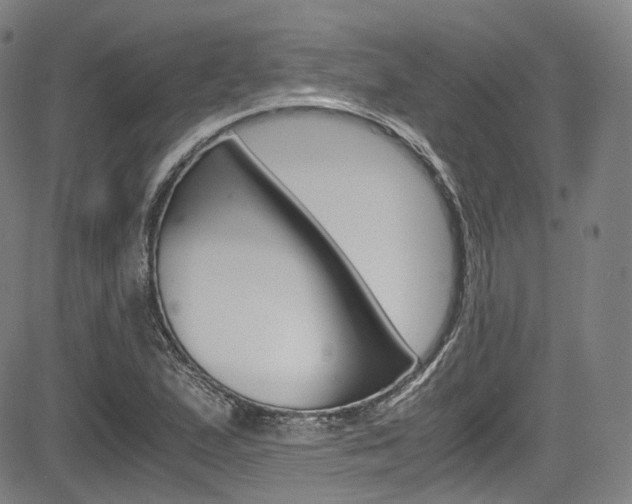 X0000083981167200702160745