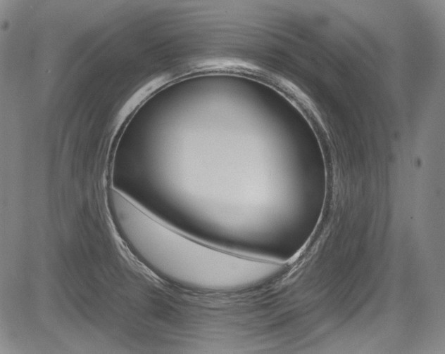 X0000083981330200702160743