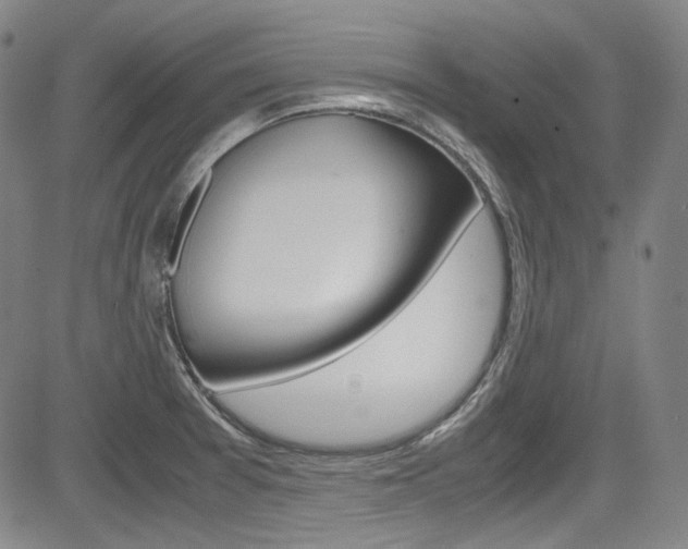 X0000083981377200702160742
