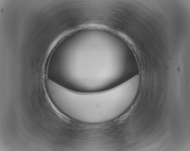 X0000083981430200702160741
