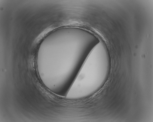 X0000083981455200702160741