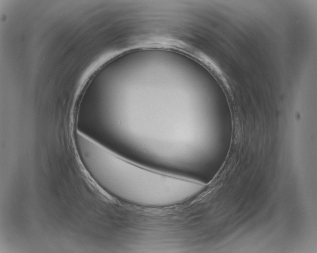X0000083981480200702160740
