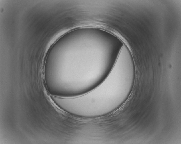 X0000083981485200702160740
