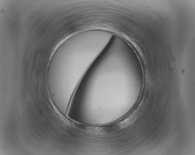 X0000083981529200702160740