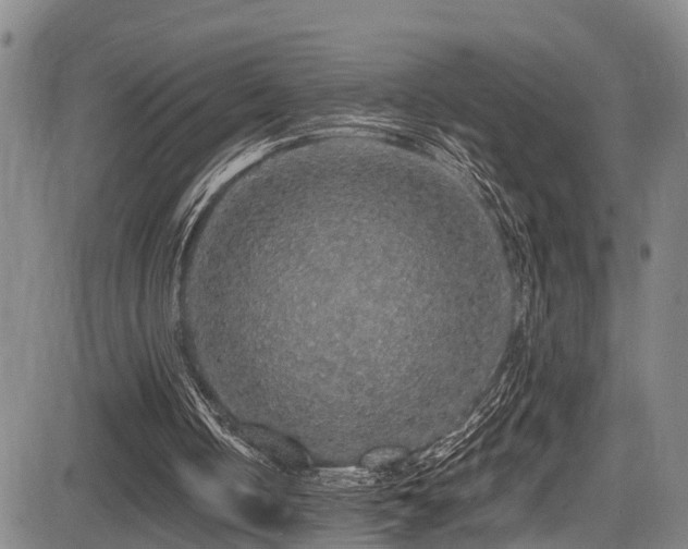 X0000083980050200702161114
