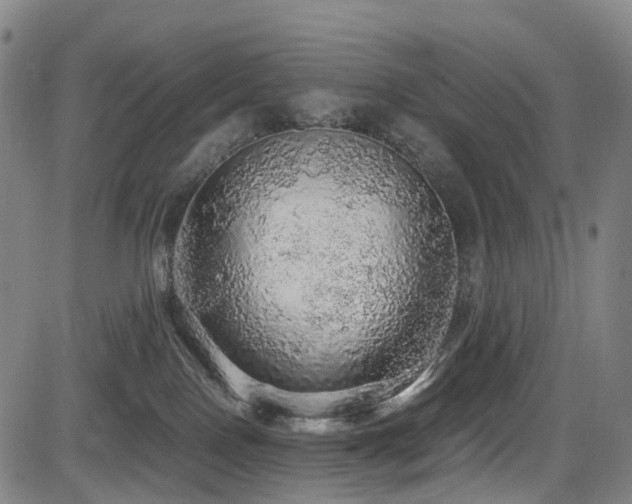 X0000083980090200702161114