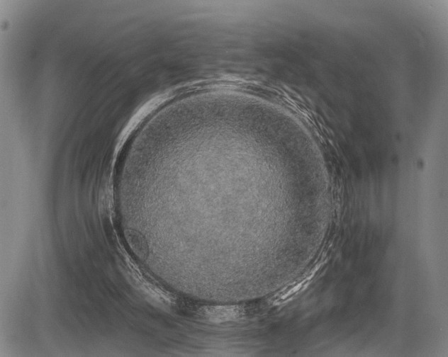 X0000083980102200702161113