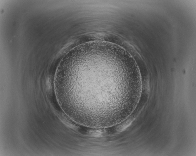 X0000083980131200702161113
