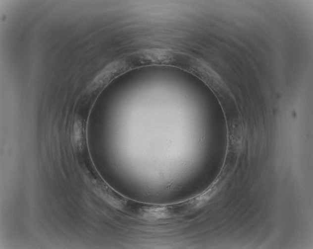 X0000083980132200702161113