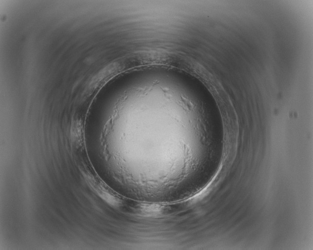 X0000083980144200702161113