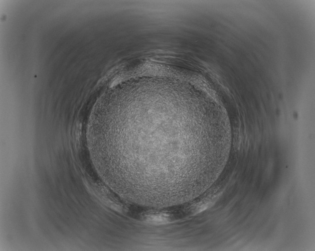 X0000083980263200702161111