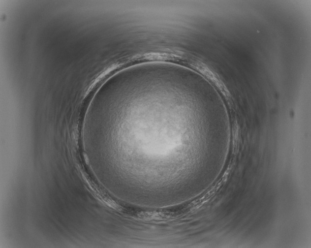 X0000083980297200702161110