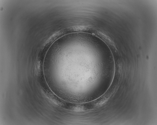 X0000083980308200702161110