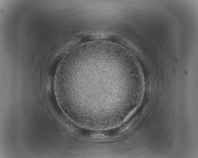 X0000083980315200702161110