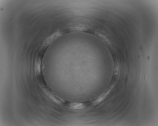 X0000083980334200702161110