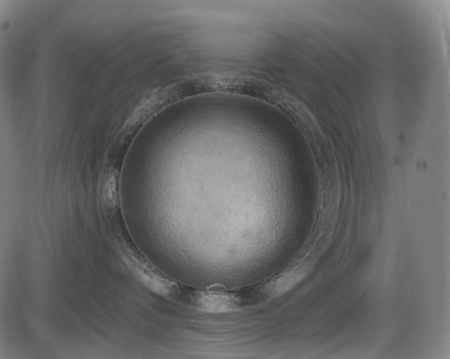 X0000083980336200702161110