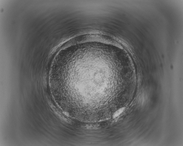 X0000083980345200702161109
