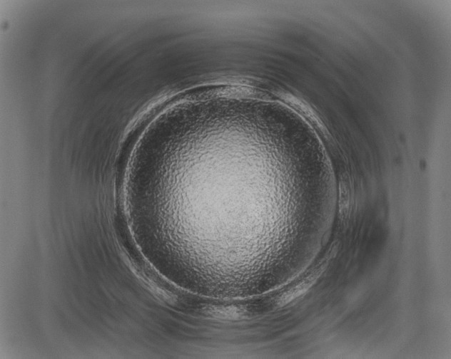 X0000083980349200702161109