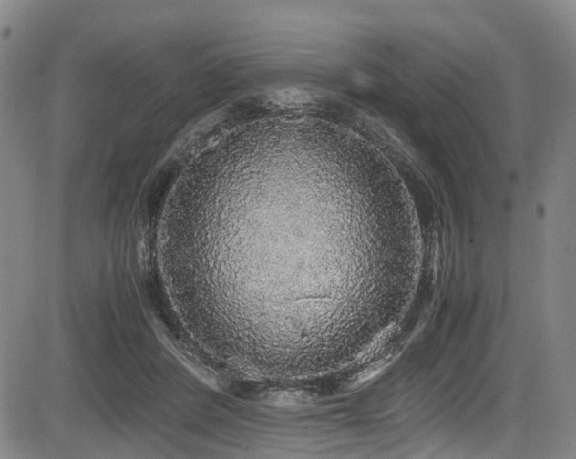 X0000083980408200702161108